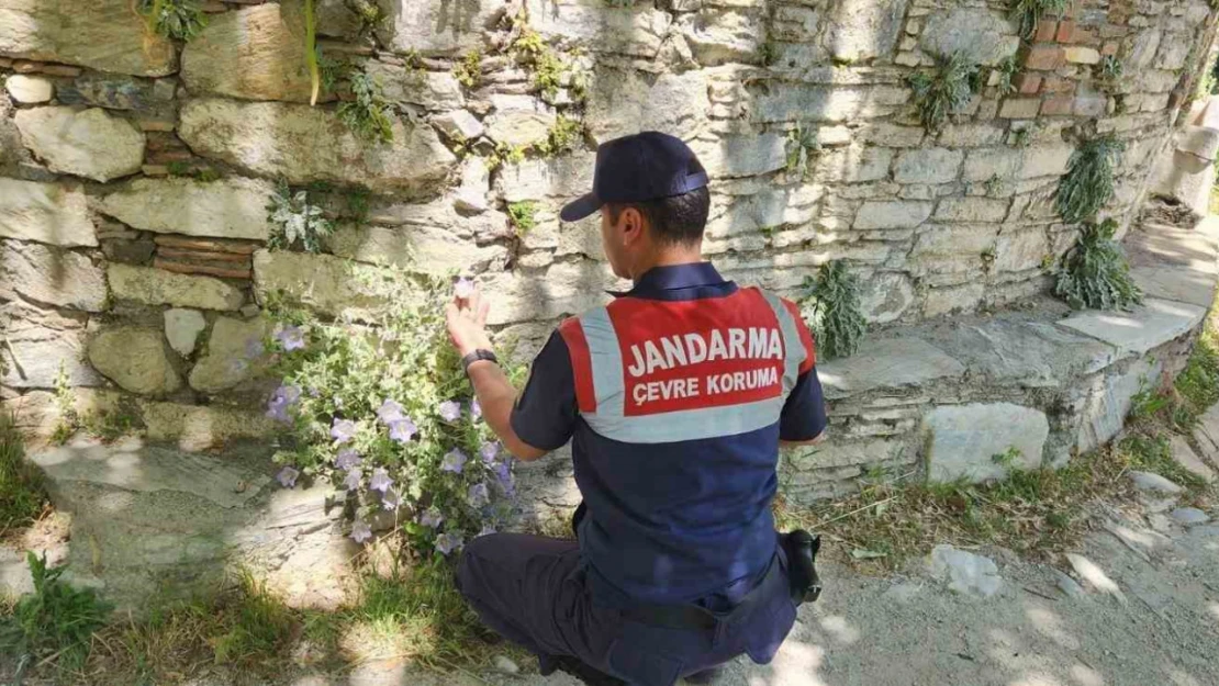 Bu çiçeği koparmanın cezası 557 bin TL