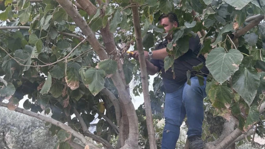 Buharkent'te ağaçlara kış bakımı