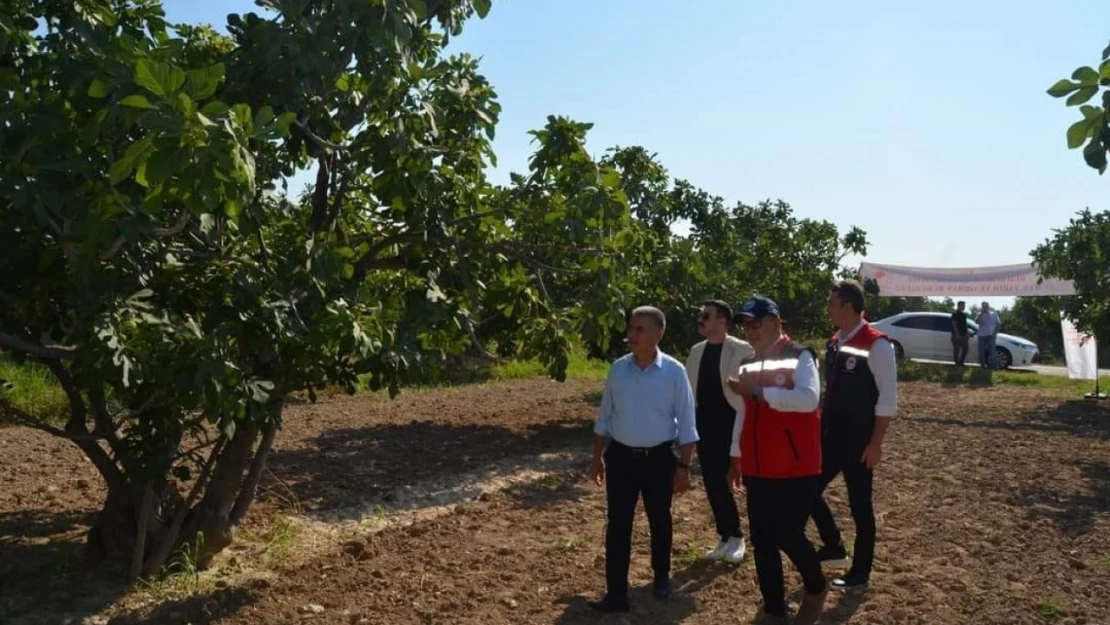 Buharkent'teki incir bahçeleri incelemelerde bulunuldu