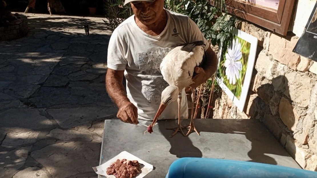 Bulgaristan'dan Kuşadası'na gelen yaralı leylek tedavi edilip, doğaya salındı