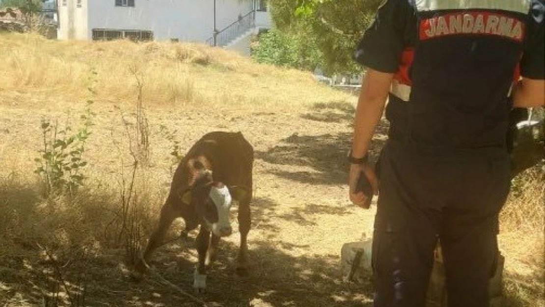 Çalınan hayvanlar jandarma tarafından kısa sürede bulundu