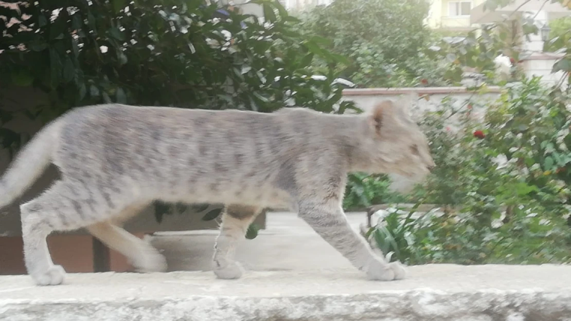 Çatıda mahsur kalan kedinin imdadına itfaiye yetişti