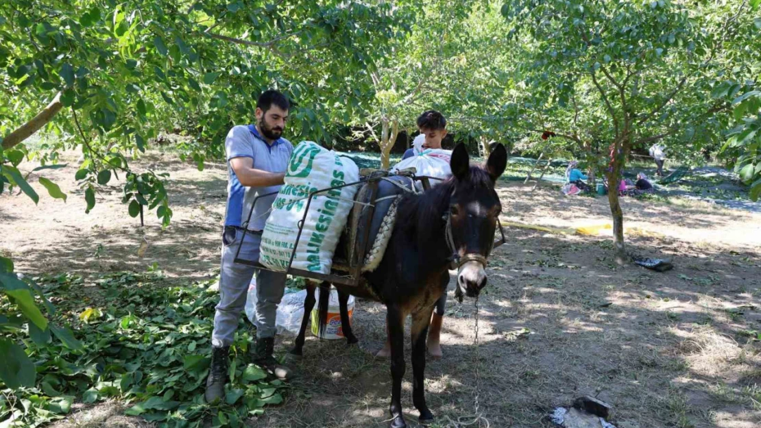 Cevizin tarladan sofraya zorlu yolculuğu başladı