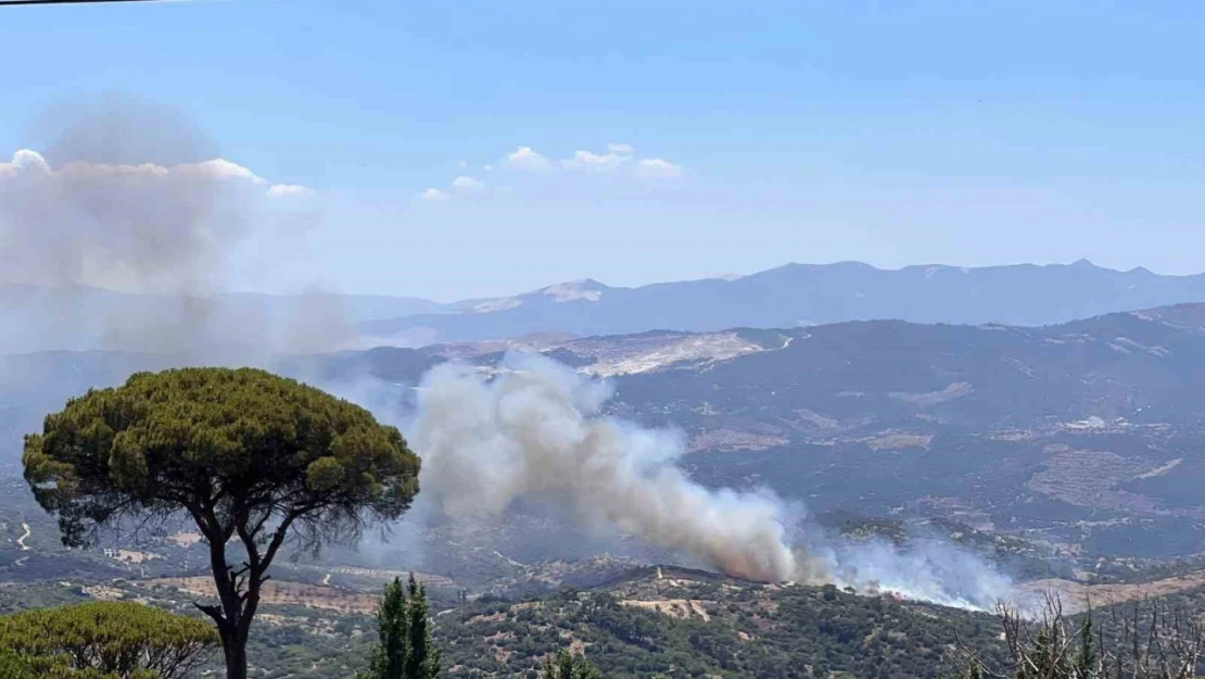 Çine'de zeytinlik alanda yangın çıktı