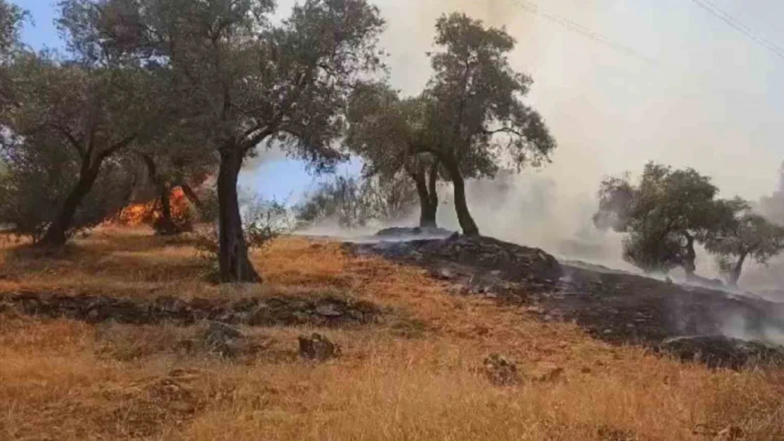 Çine'deki yangın kontrol altına alındı