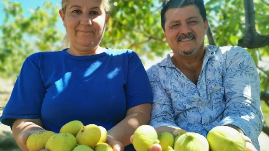 Dağ İnciri yüz güldürüyor