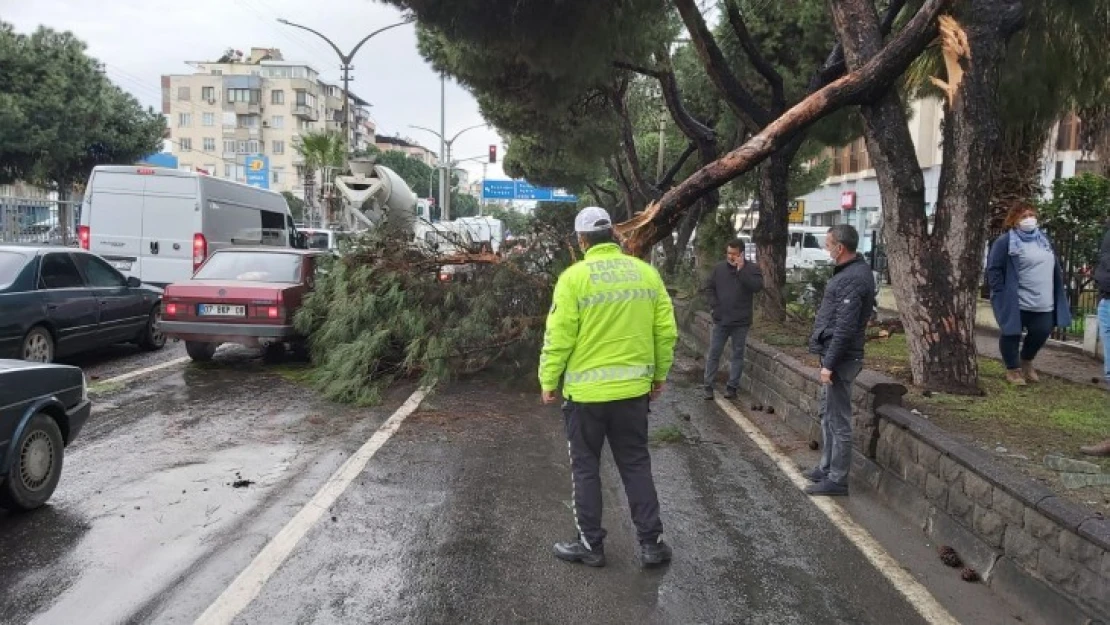 Devrilen ağaç faciaya neden oluyordu