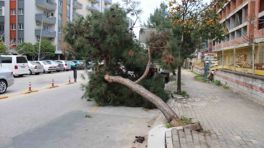 Devrilen ağaç yolu trafiğe kapattı