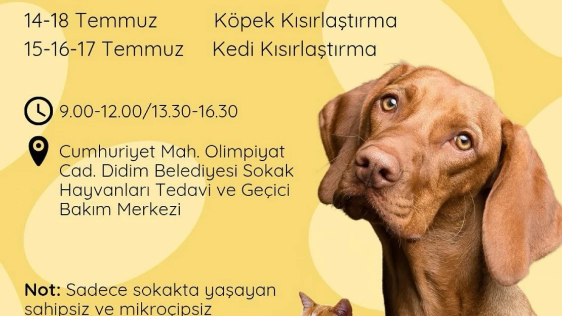 Didim Belediyesi'nden sokak hayvanlarına ücretsiz kısırlaştırma hizmeti