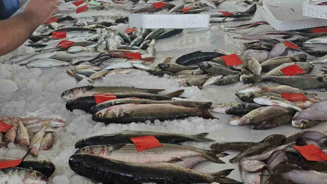 Didim'de ilk balık mezatı gerçekleştirildi