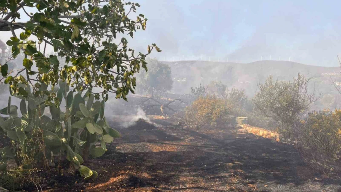 Didim'de makilik ve zeytinlik yangını korkuttu