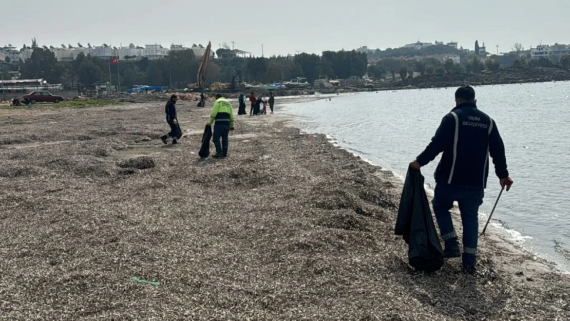 Didim'de sahil hattı temizlendi