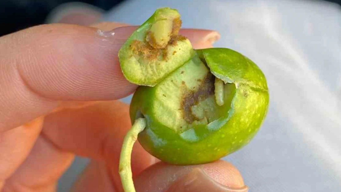 Didim'de üreticilere zeytin sineği uyarısı