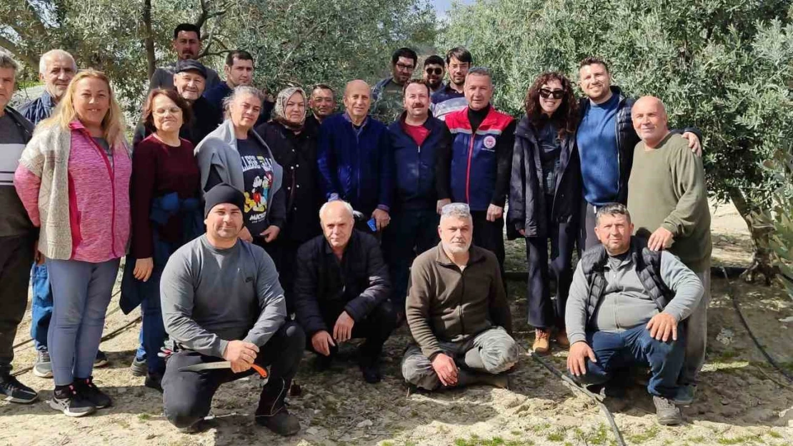 Didim'de zeytin budama kursu kursiyerlerine uygulamalı eğitim