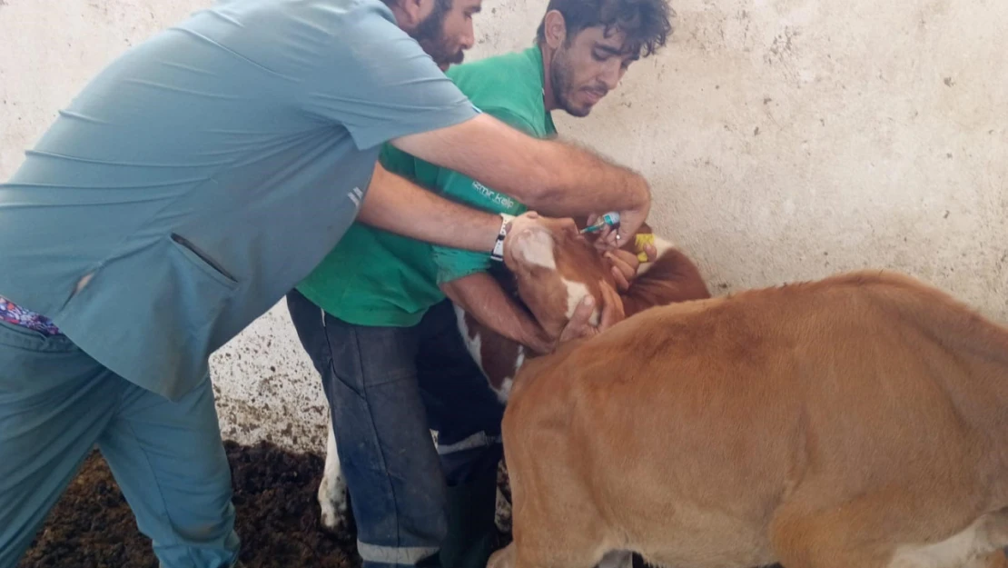 Didim Tarım ve Orman Müdürlüğü'nün aşılama çalışmaları sürüyor