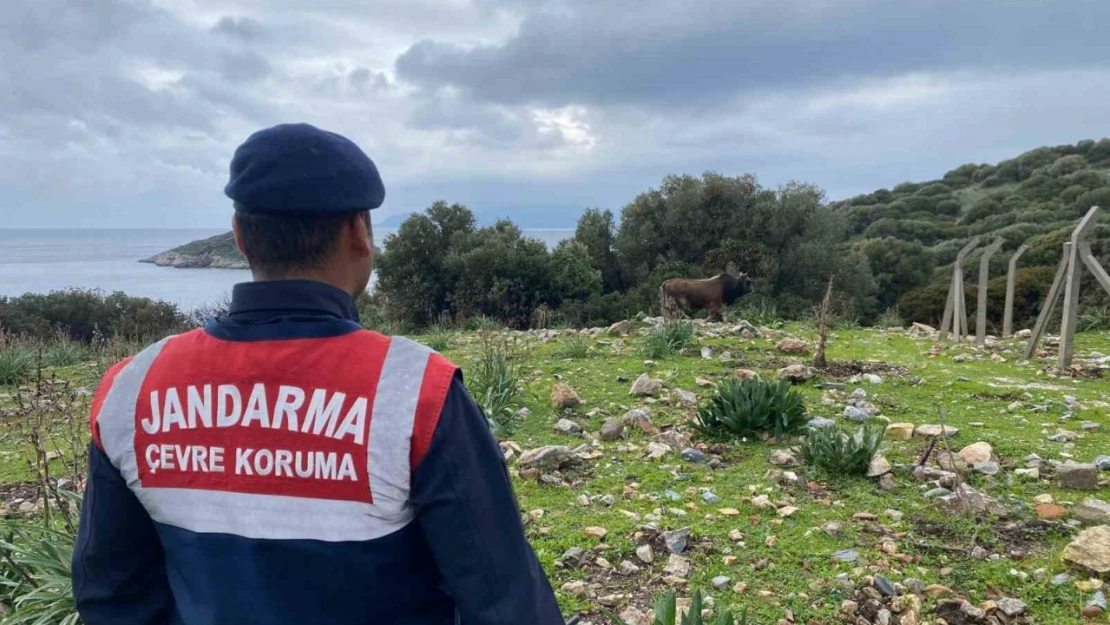 Dilek Yarımadası Milli Parkı'nda jandarma denetimi