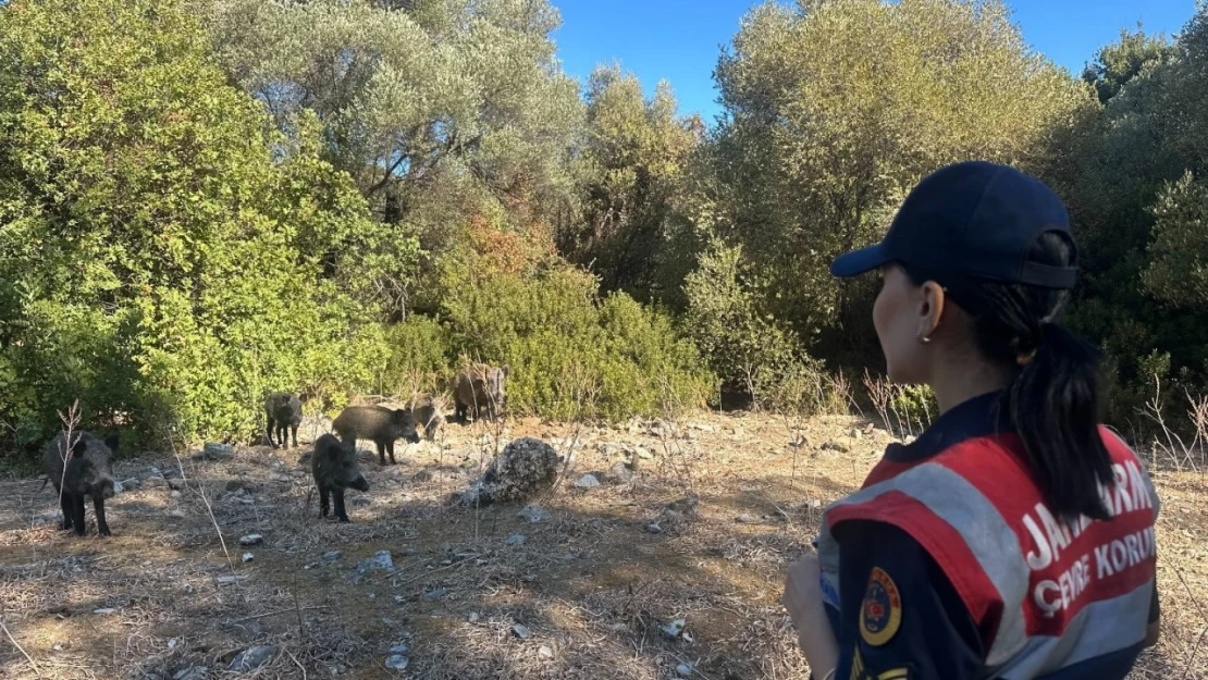 Dilek Yarımadası'nda jandarma denetimi