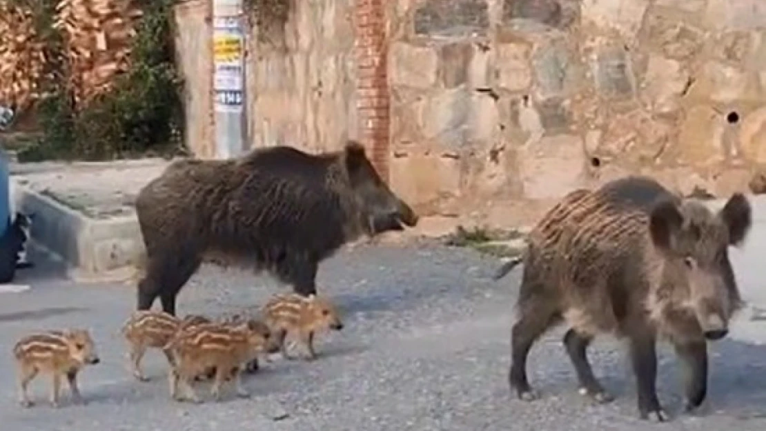 Doğa koruma ekipleri yaban domuzları için harekete geçti