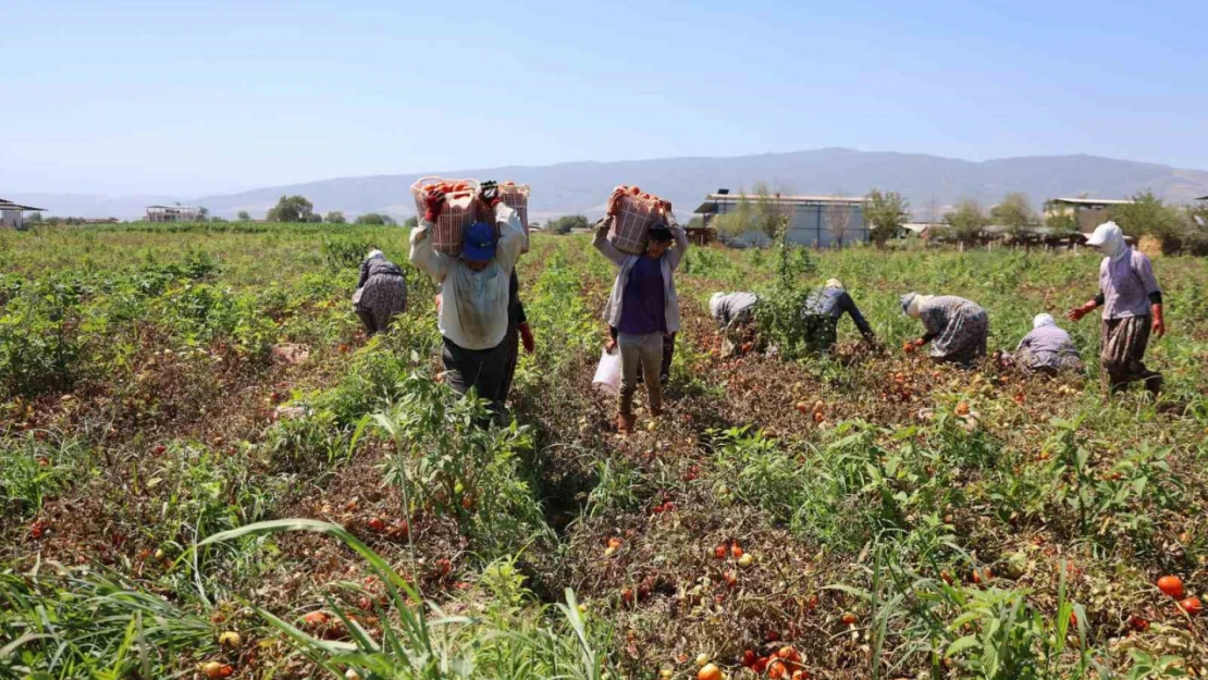 Domates işçileri çöl sıcaklarında saati 250 TL'ye ter döküyor