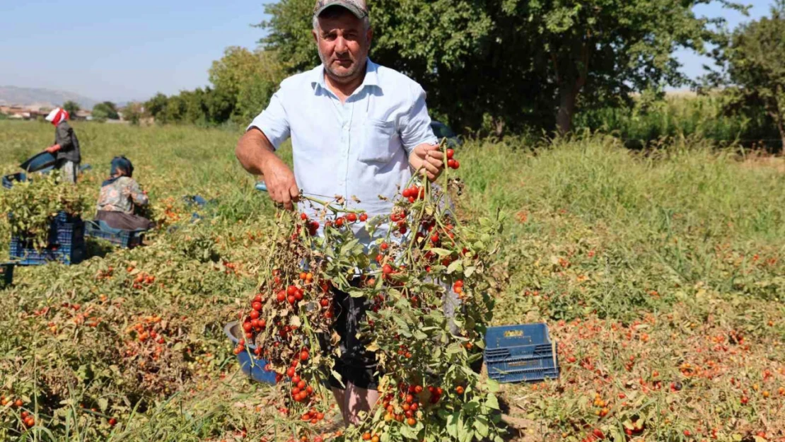 Domateste salçalık üzdü, sofralık ve ihracat sevindirdi