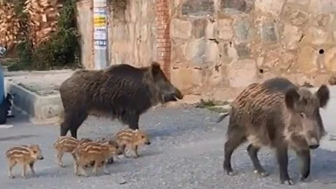 Domuz sürüsünün rahatlığı şaşırttı