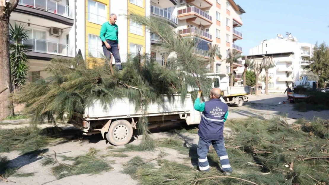 Efeler Belediyesi ağaç budama ve bakım çalışmalarını sürdürüyor