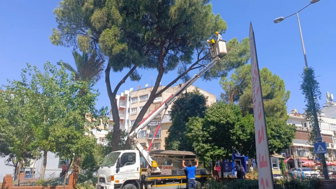 Efeler Belediyesi'nden yaşlı ve çürümüş ağaçlara müdahale