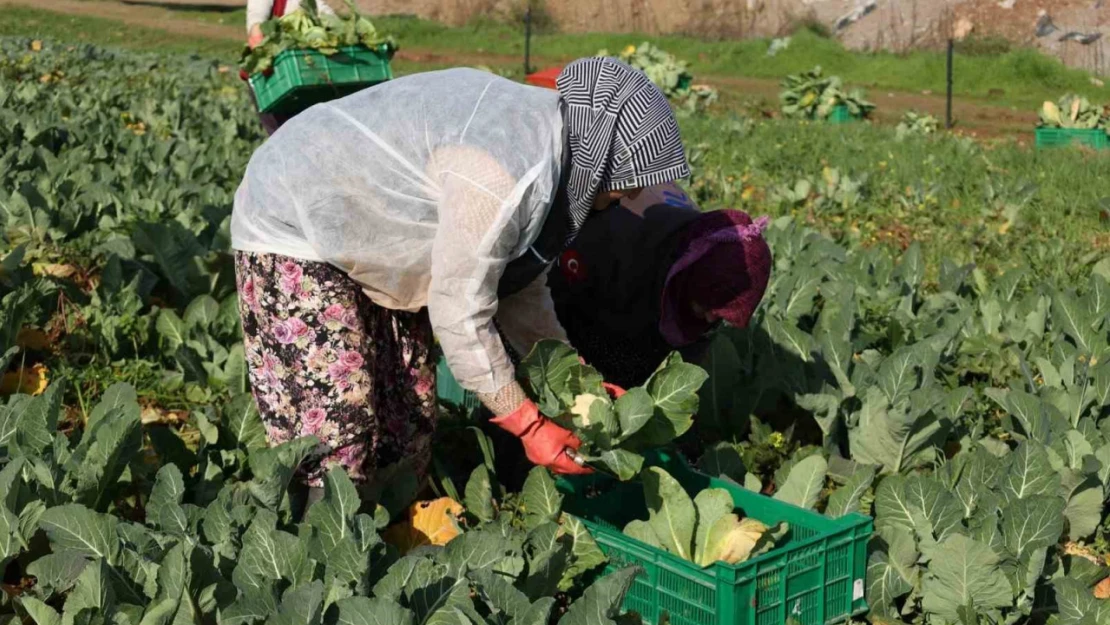 Efeler Belediyesi'nin karnabaharları hasat edildi