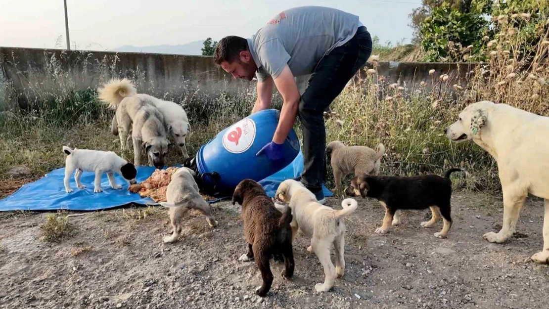 Efeler Belediyesi, sokak hayvanları için çalışmalarını sürdürüyor