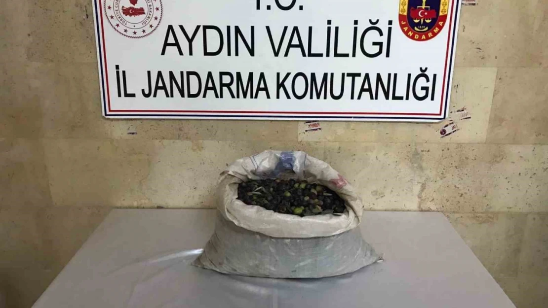 Efeler'de bir bahçeden 300 kilo zeytin çalındı