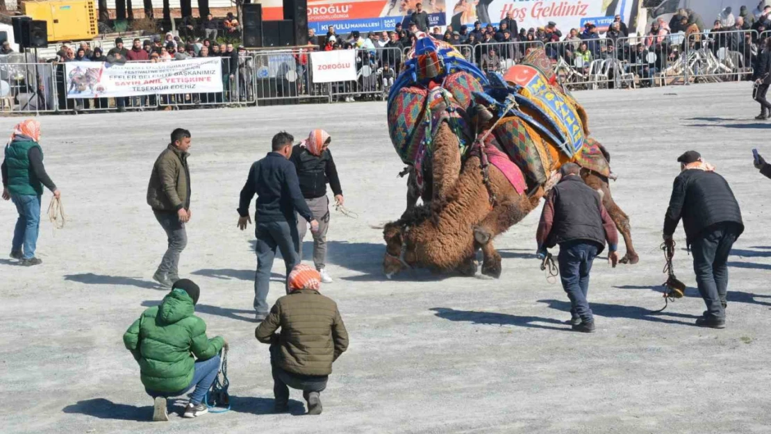 Efeler'de deve güreşi festivali coşkusu