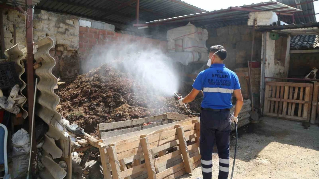 Efeler'de ilaçlama çalışmaları hızla sürüyor