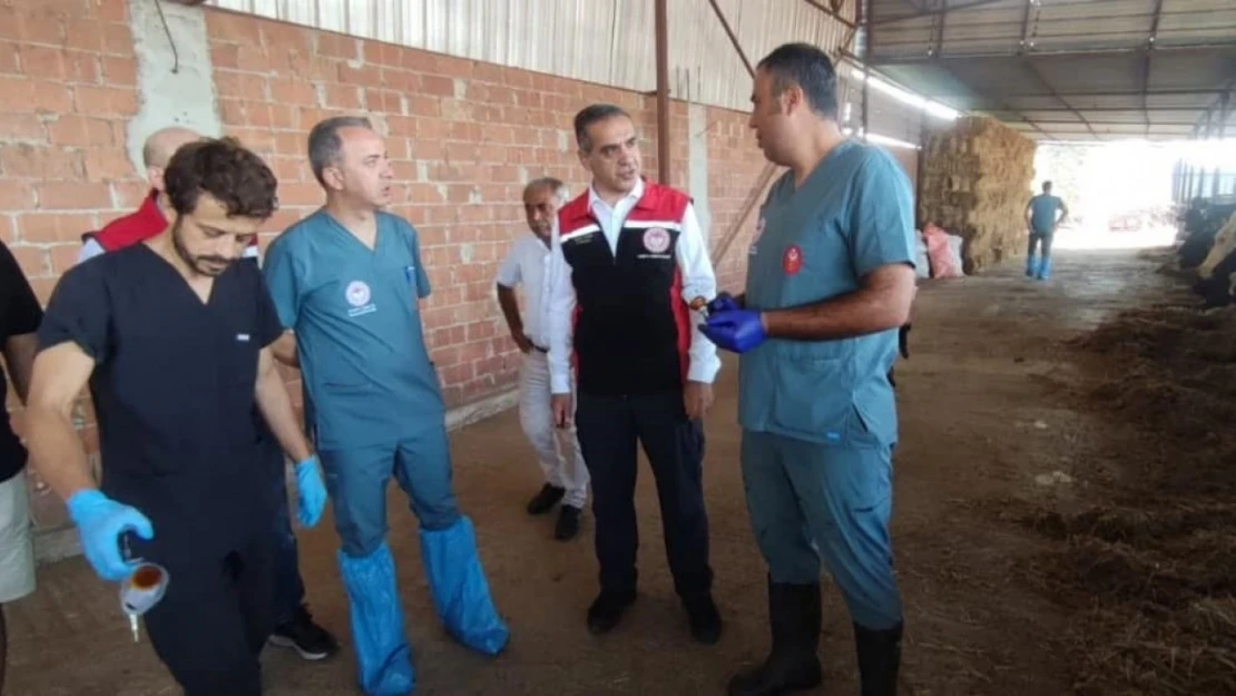 Efeler'de şap aşılaması devam ediyor