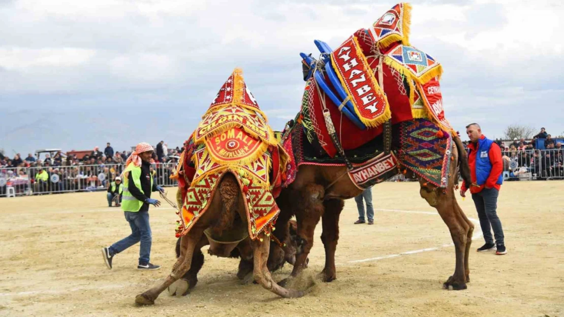 Efeler'deki deve güreşi festivali ertelendi