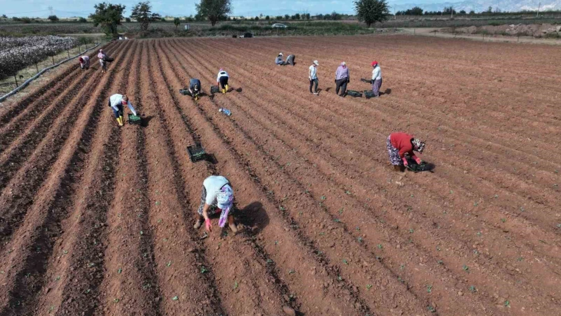 Efeler üretmeye devam ediyor