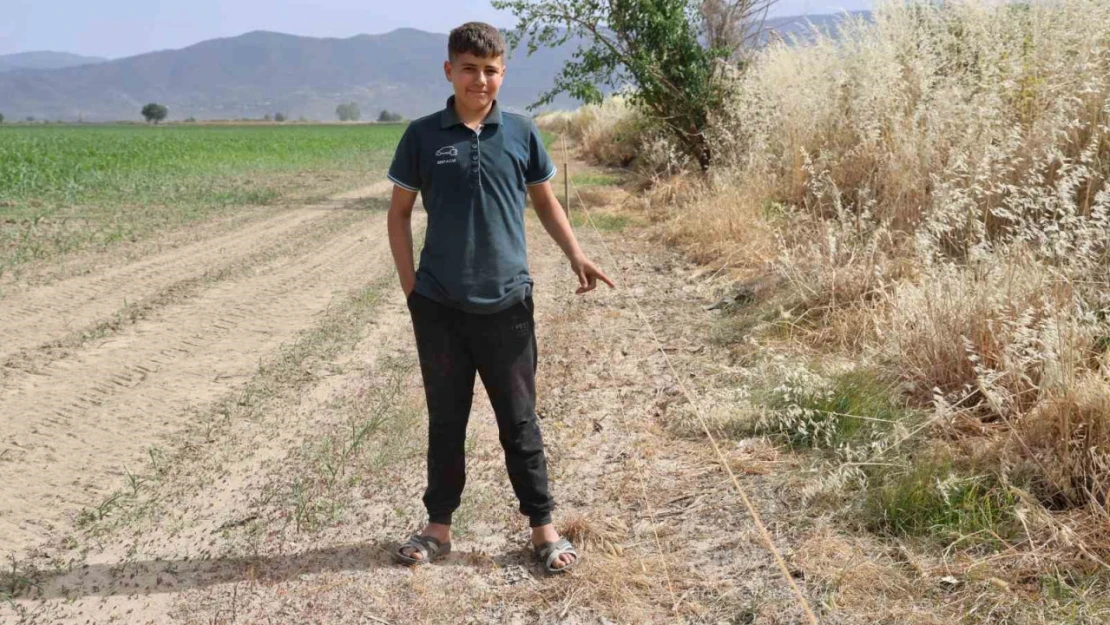 Ege'de domuz sorunu artarak devam ediyor
