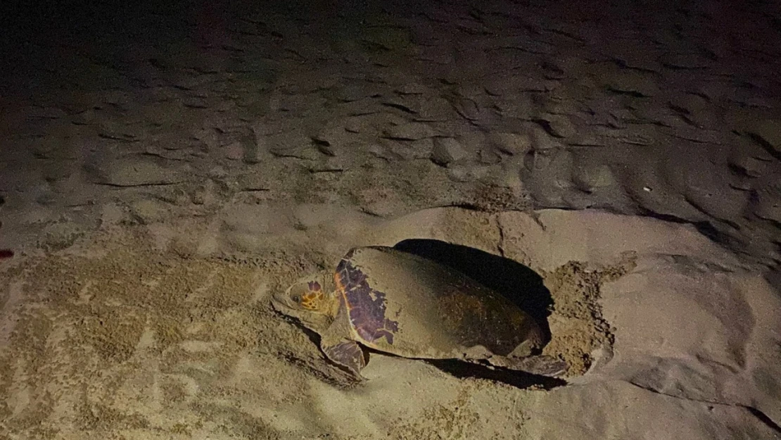 EKODOSD'tan Caretta Caretta uyarısı