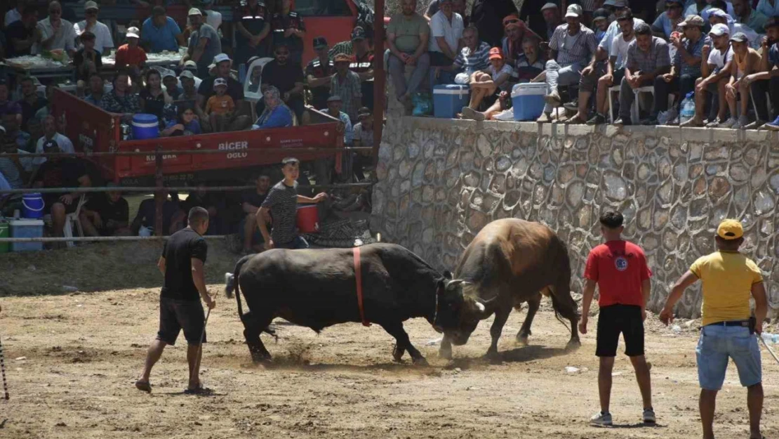 Germencik'te boğalar SMA'lı Linda bebek için güreşti