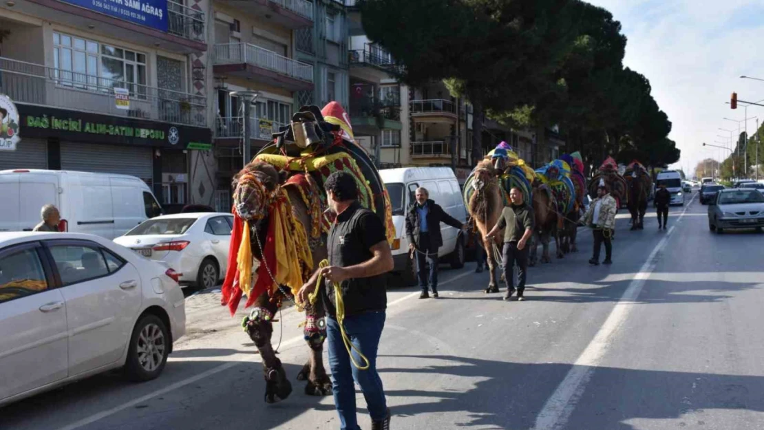 Germencik'te pehlivan develer görücüye çıktı