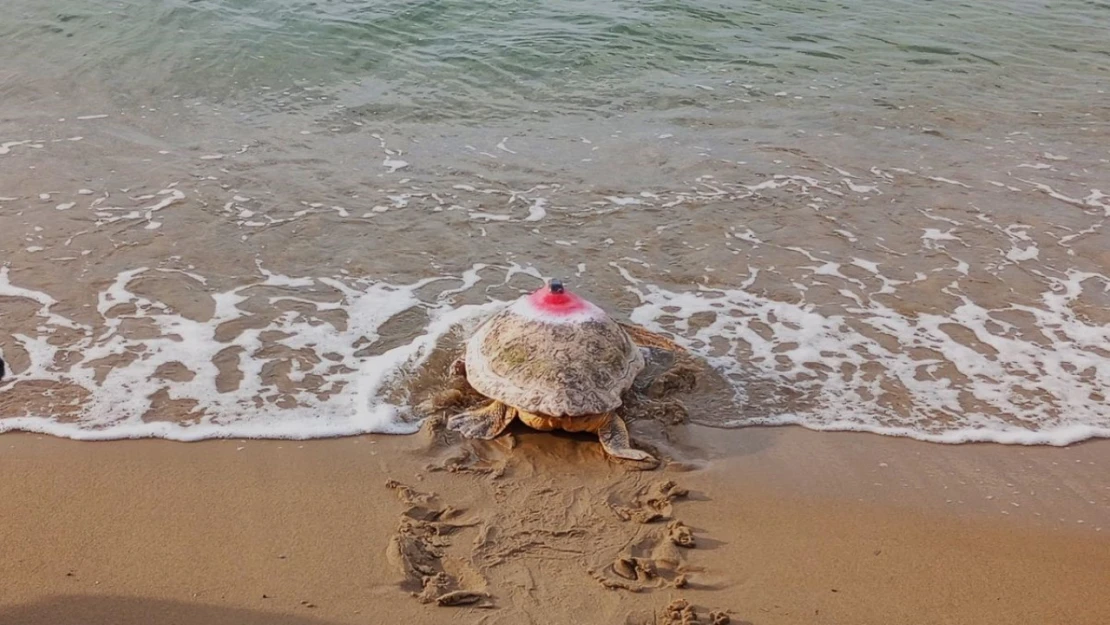 Güzel İzmir isimli caretta soluğu Mısır'da aldı