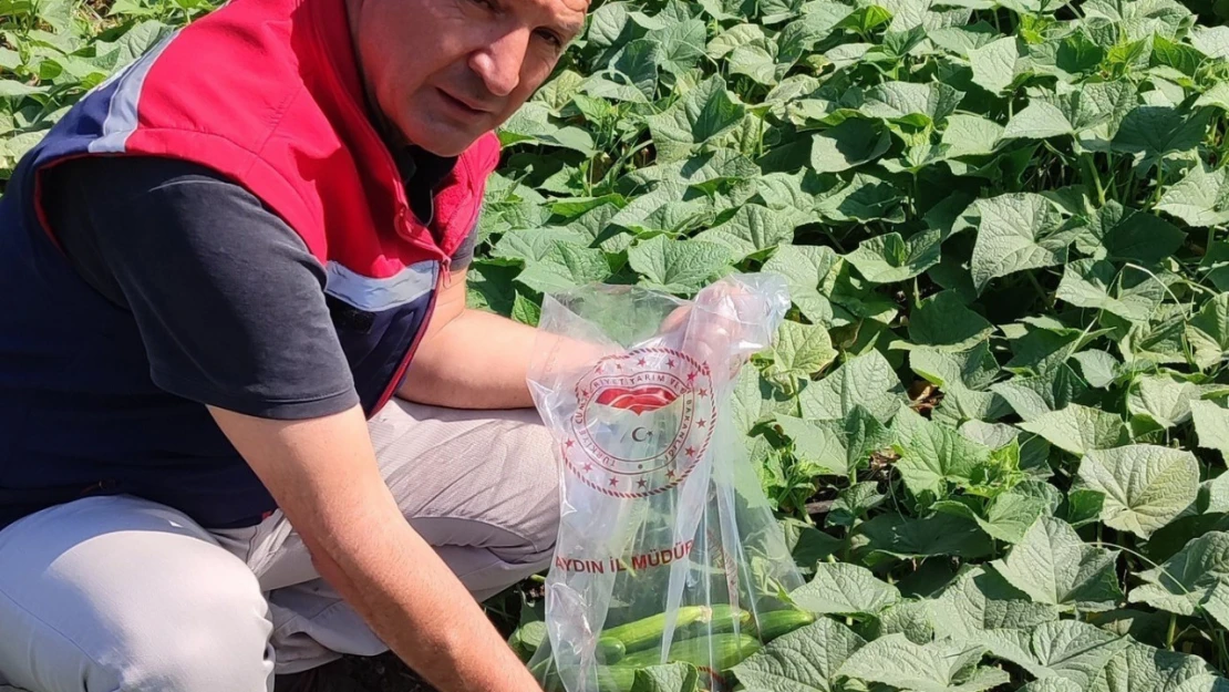 Hasat öncesi salatalık pestisit kontrolü yapıldı