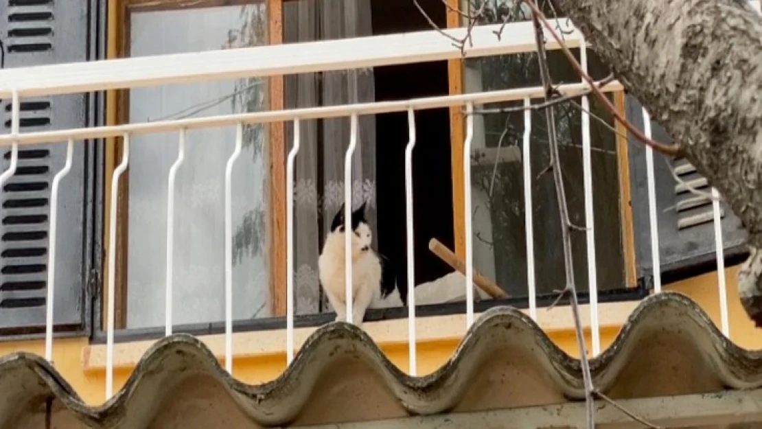 Haybulans, boş evde mahsur kalan kediyi kurtardı