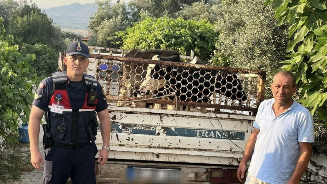Hayvan hırsızı, jandarmadan kaçamadı