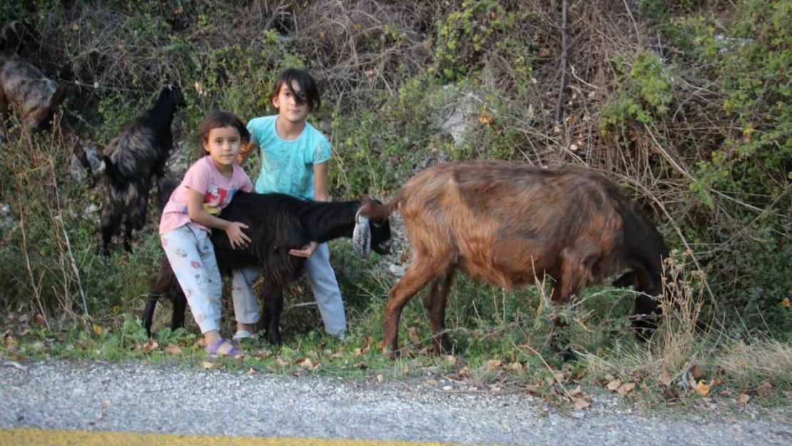 Hem kardeşine, hem de keçilere bakıyor