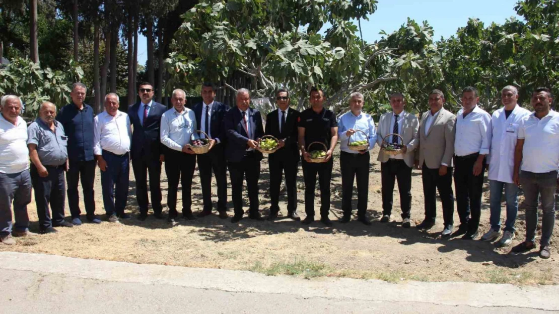 İncirliova'da protokol üyeleri incir hasadına katıldı