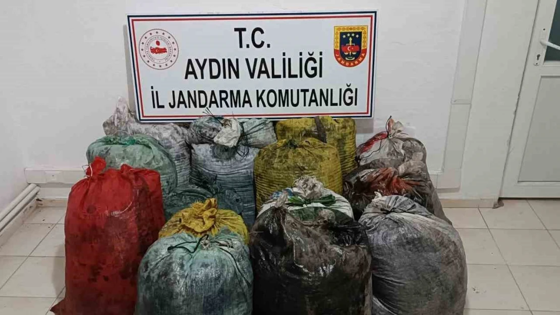 İzinsiz zeytin toplayan 11 şüpheli yakalandı