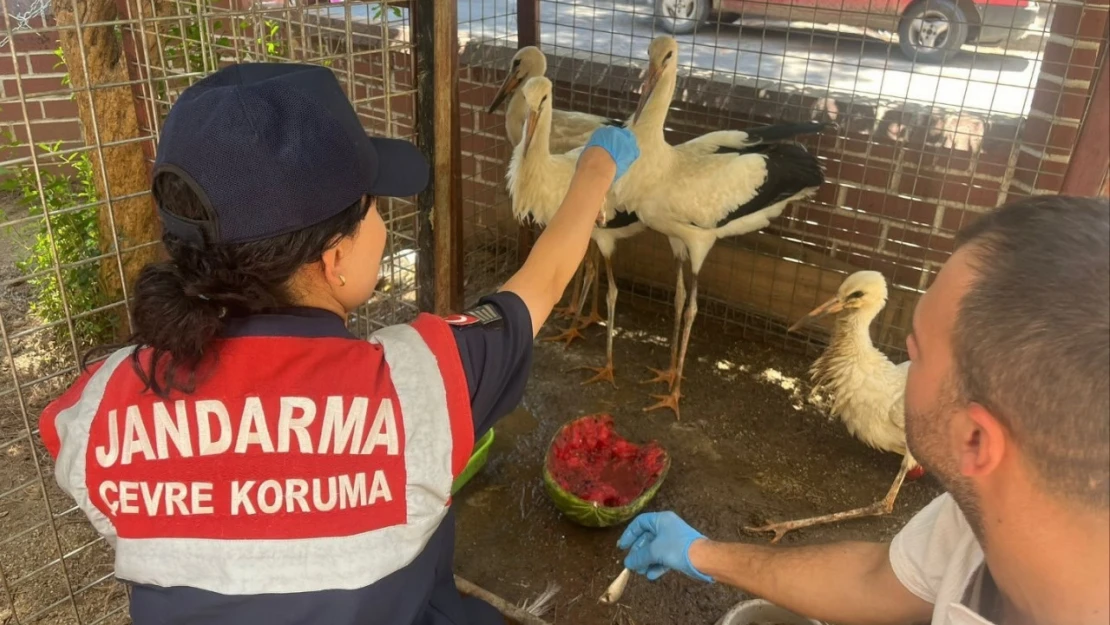 Jandarma yaralı leyleği veterinere ulaştırdı