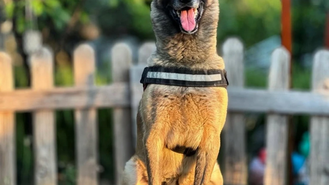 Kahraman köpek 'Bob' öldü