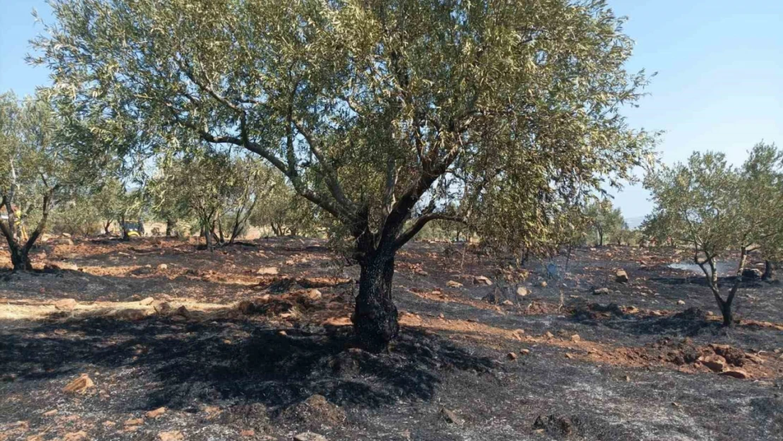 Karacasu'da tarım arazisi yandı, Başkan Büyükyapıcı uyardı