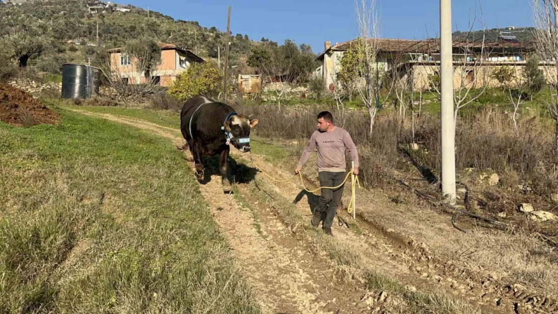 Karizma adlı boğasını Nisan ayındaki güreşlere hazırlıyor